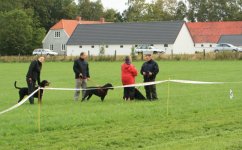 Atmosphere photos from the Greater Swiss Mountain Dog meeting