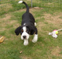 Lutte in the garden - 9 weeks old