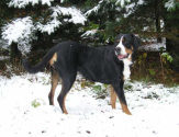 Ulla nyder en tur i den sne kldte skov - November 2004